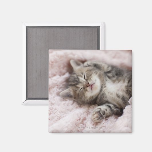 Kitten Sleeping op handdoek Magneet (Voorkant / Achterkant)