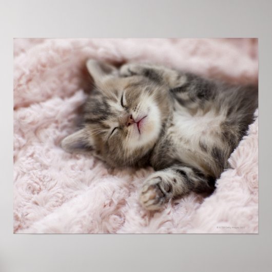 Kitten Sleeping op handdoek Poster (Voorkant)