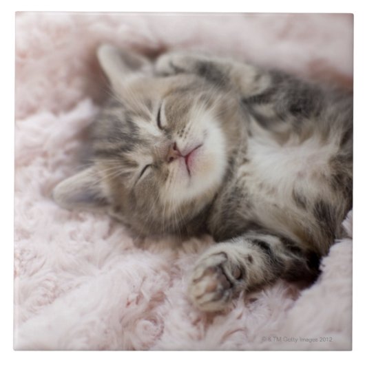 Kitten Sleeping op handdoek Tegeltje (Voorkant)