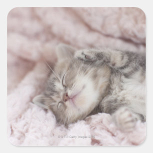 Kitten Sleeping op handdoek Vierkante Sticker