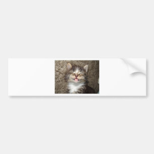 Kitten Smile Bumpersticker