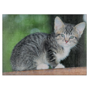 Kitten Snijplank