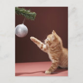 Kitten Spelen met Ornament Briefkaart (Voorkant)