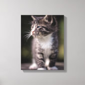 Kitten Standing Tall Canvas Afdruk (Voorkant)