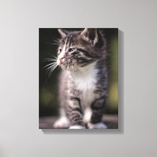 Kitten Standing Tall Canvas Afdruk (Voorkant)