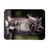 Kitten Standing Tall Magneet (Horizontaal)