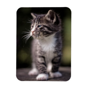 Kitten Standing Tall Magneet