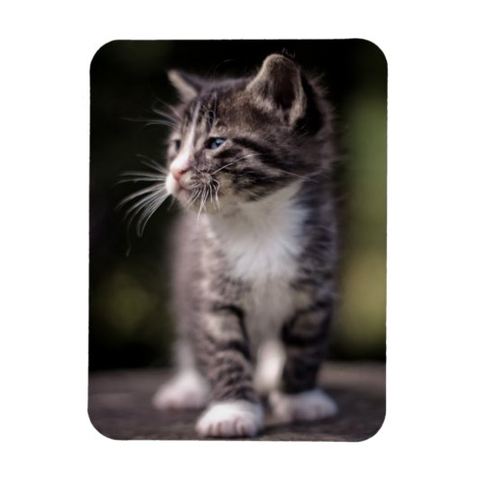 Kitten Standing Tall Magneet (Verticaal)