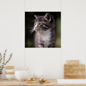 Kitten Standing Tall Poster (Keuken)