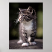 Kitten Standing Tall Poster (Voorkant)