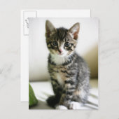 Kitten Stare Briefkaart (Voorkant / Achterkant)