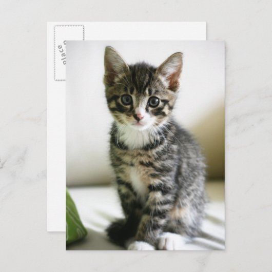 Kitten Stare Briefkaart (Voorkant / Achterkant)