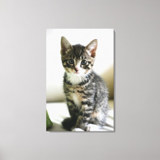 Kitten Stare Canvas Afdruk (Voorkant)