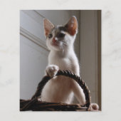 kitten te koop flyer sjablonen (Achterkant)