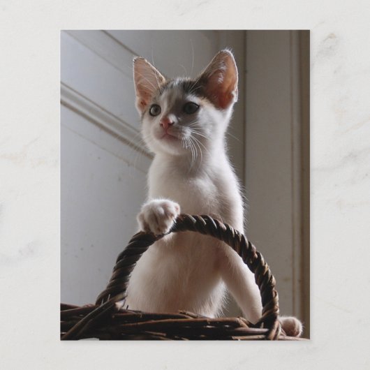 kitten te koop flyer sjablonen (Achterkant)