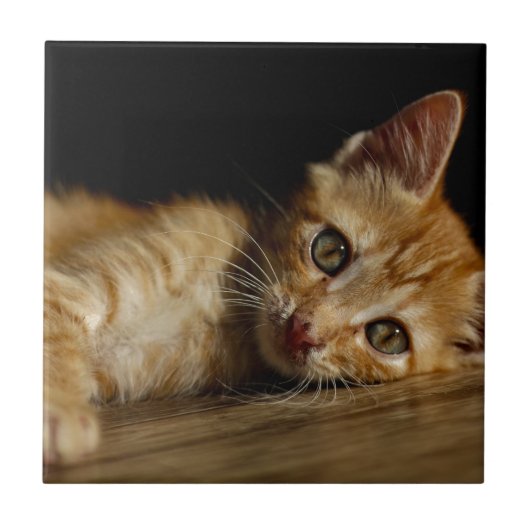 Kitten Tegeltje (Voorkant)