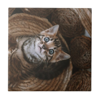Kitten Tegeltje