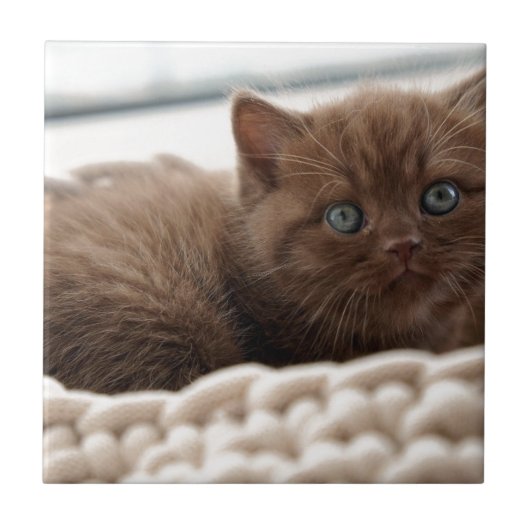 Kitten Tegeltje (Voorkant)