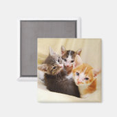Kitten Trio Magnet (Voorkant / Achterkant)