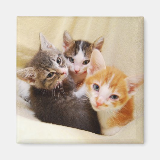 Kitten Trio Magnet (Voorkant)