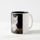Kitten twee afgezwakte koffie mok. tweekleurige koffiemok (Voorkant rechts)