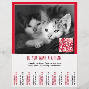 Kitten Verkoop Flyer