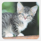 Kitten Vierkante Sticker (Voorkant)