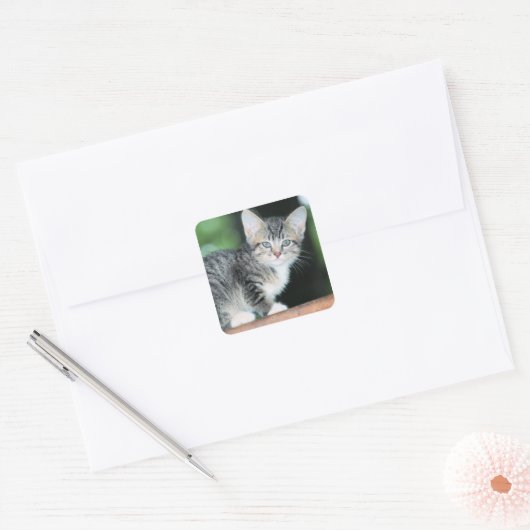 Kitten Vierkante Sticker (Envelop)