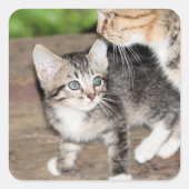 Kitten Vierkante Sticker (Voorkant)
