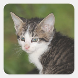 Kitten Vierkante Sticker