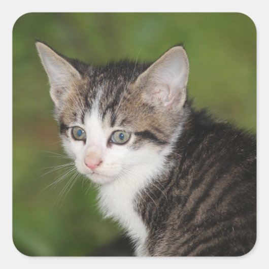 Kitten Vierkante Sticker (Voorkant)