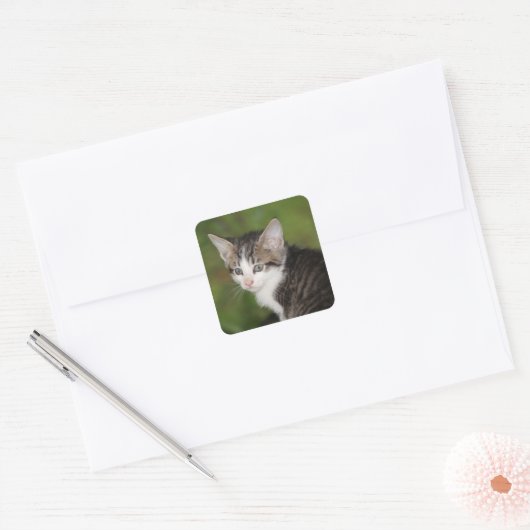 Kitten Vierkante Sticker (Envelop)