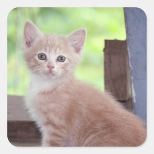 Kitten Vierkante Sticker