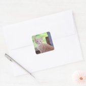 Kitten Vierkante Sticker (Envelop)