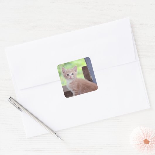 Kitten Vierkante Sticker (Envelop)