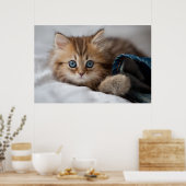 Kitten With Blue Eyes Poster (Keuken)