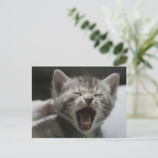 Kitten Yawning Postcard Briefkaart (Staand voorkant)