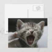 Kitten Yawning Postcard Briefkaart (Voorkant / Achterkant)