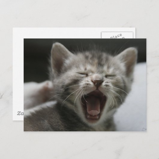 Kitten Yawning Postcard Briefkaart (Voorkant / Achterkant)