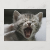 Kitten Yawning Postcard Briefkaart (Voorkant)
