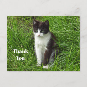 Kitten Zwart en Witte Kat Foto Bedankt Briefkaart