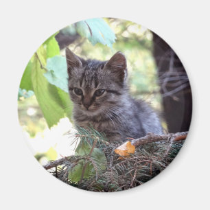 Kittenfoto Babykat Ronde Magneet