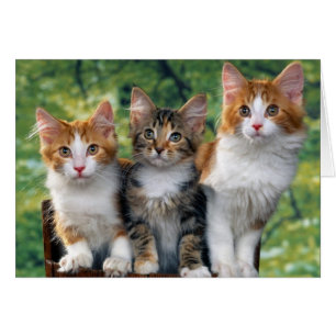 Kittens