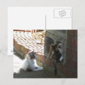Kittens 050-postkaart briefkaart (Voorkant / Achterkant)