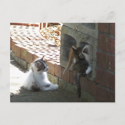 Kittens 050-postkaart briefkaart (Voorkant)