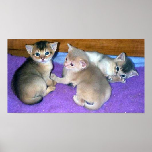Kittens 3 weken oud Abyssijnen Poster (Voorkant)