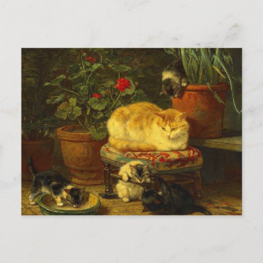 Kittens bij Play Briefkaart (Voorkant)