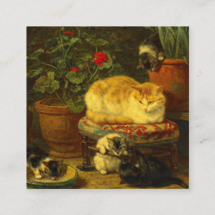 Kittens bij Play Informatiekaartje