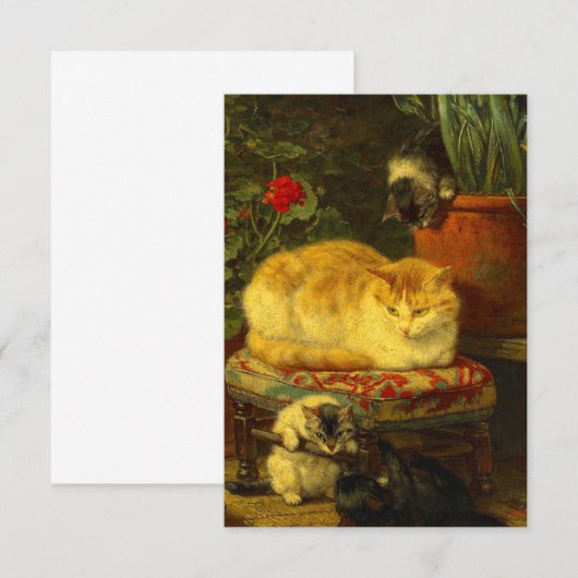 Kittens bij Play Informatiekaartje (Voorkant / Achterkant)