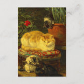 Kittens bij Play Informatiekaartje (Voorkant)